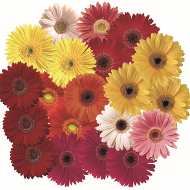 种植者精选混合色’12